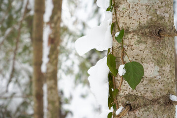 Evergreen ivy on trees in a winter forest.
