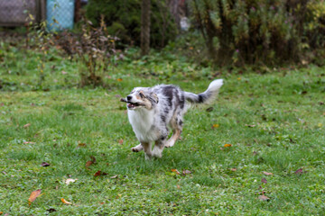 Young shetland sheepdog puppy in blue merle color running around in garden.