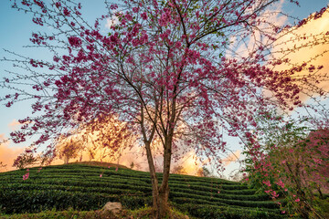 Fototapeta premium Beautiful cherry flowers bloom in tea hill in Sapa, Vietnam