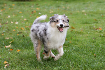 Young shetland sheepdog puppy in blue merle color running around in garden.