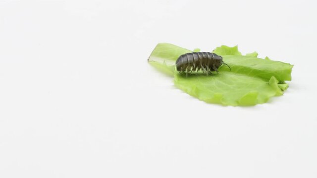 A mealybug wakes up on a lettuce leaf and runs away