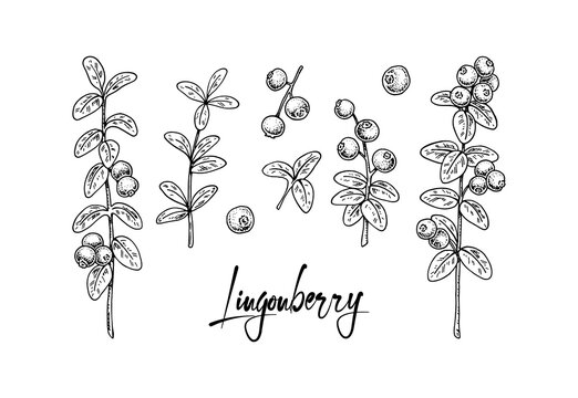 Set of hand drawn lingonberry branches with leaves with leaves and berries isolated on white background. Vector illustration in sketch style