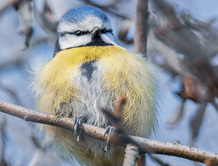 Aufgeplusterte Blaumeise