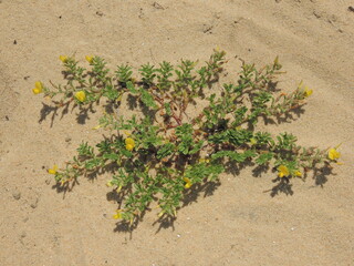 Wildflower (Ononis variegata)