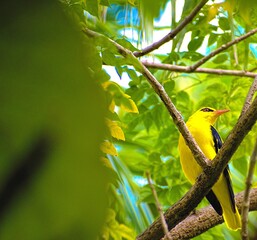 Golden Oriol on a tree branch