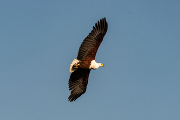 Pygargue vocifer, .Haliaeetus vocifer , African Fish Eagle, Parc national Kruger, Afrique du Sud