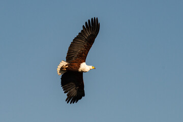 Obraz premium Pygargue vocifer, .Haliaeetus vocifer , African Fish Eagle, Parc national Kruger, Afrique du Sud