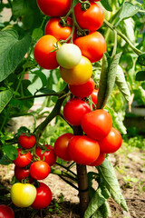 Ripe tomato plant growing in greenhouse. Fresh bunch of red natural tomatoes on a branch in organic vegetable garden. Blurry background and copy space for your advertising text message