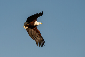 Obraz premium Pygargue vocifer, .Haliaeetus vocifer , African Fish Eagle, Parc national Kruger, Afrique du Sud