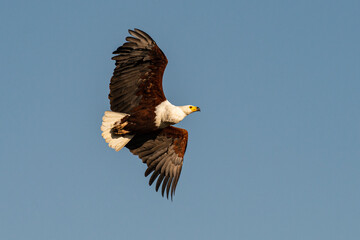 Obraz premium Pygargue vocifer, .Haliaeetus vocifer , African Fish Eagle, Parc national Kruger, Afrique du Sud