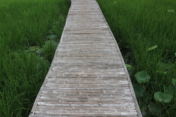 Bamboo bridge on green rice field