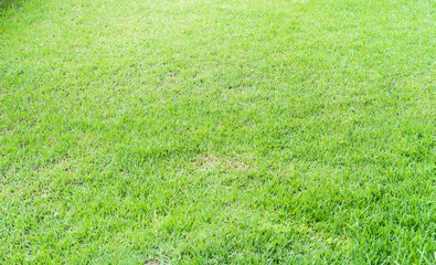 Close up of beautiful fresh green grass texture from Soccer Field at School, selective focus with a blurred background. Abstract natural backgrounds grass concept