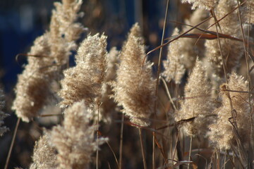 reed