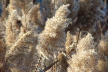 reed