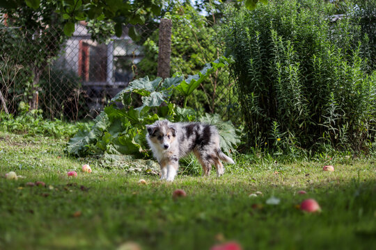 Small beautiful fluffy shetland sheepdog puppy standing on garden.