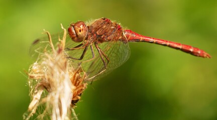 Red dragonfly sitting on a twig