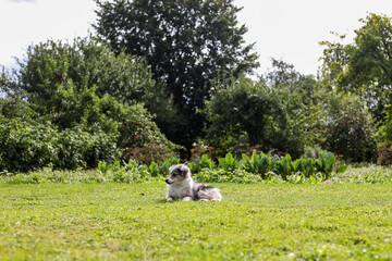 Small shetland sheepdog puppy sitting in grass.