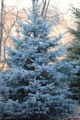 frost on the branches of Christmas trees and trees