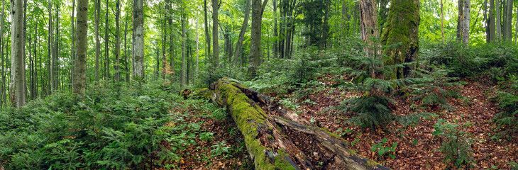 Green primeval forest in summer in Stuzica, Poloniny national park, Slovakia. Wide angle panoramic scenery with old and young trees of multiple species.