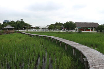 Fototapeta na wymiar Bamboo bridge on green rice field