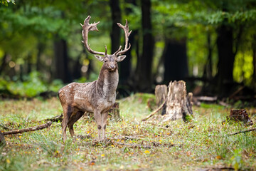 Alert fallow deer, dama dama, standing on a glade with tree stump in summer forest. Attentive wild mammal with spotted fur and massive antlers on a green meadow with copy space.