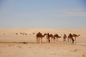 Camels in Sahara desert drink water from puddle