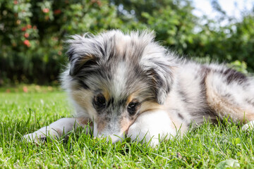 Small beautiful shetland sheepdog puppy sitting on fresh cut garden grass.