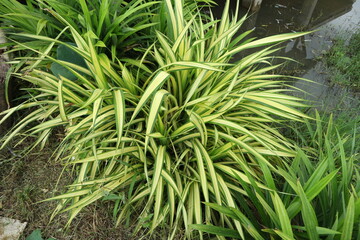 Yellow ornamental shrubs have long leaves.