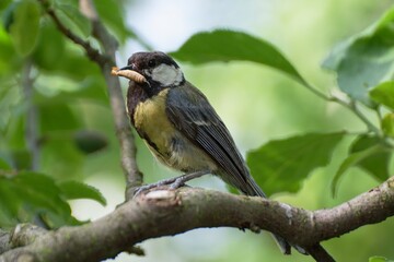  Great tit (Parus major) with feeding for young.  Czechia. Europe.