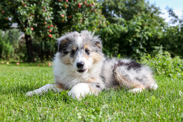 Small beautiful shetland sheepdog puppy sitting on fresh cut garden grass.