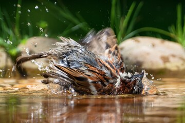 House sparrows - Passer domesticus  bathes.  Czechia. Europe.