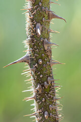 close up of rosehip branch