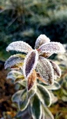 Frost on leaves