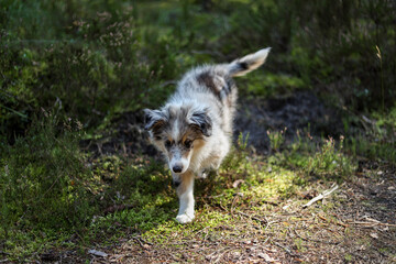 Small shetland sheepdog walking towards camera in a forest environment.