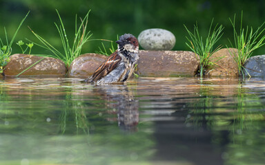 Obraz premium House sparrow - Passer domesticus - male in water. By stones with grassr. Czechia. Europe.