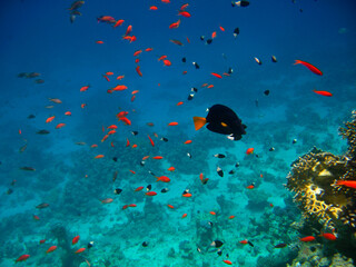 Many tropical exotic fish different colors moving over the reef underwater of Red sea