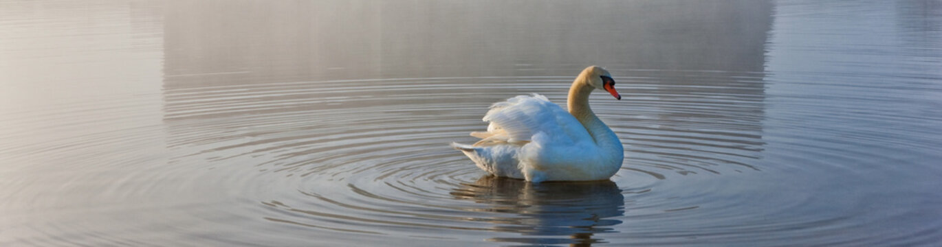Swan making ripples in the water - background banner image