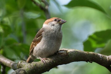 Juvenile Tree sparrow (Passer montanus) on the branch. Czechia. Europe.