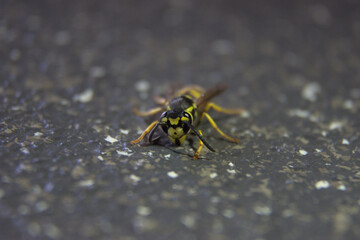 Close up on a wasp