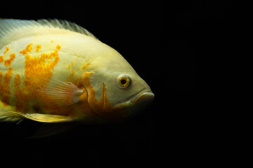 Astronotus ocellatus fish also known as Oscar fish isolated on black background.