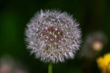 Fluffy sparkling dandelion flower on a dark background. Close-up.