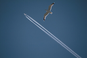 Möwe und Flugzeug
