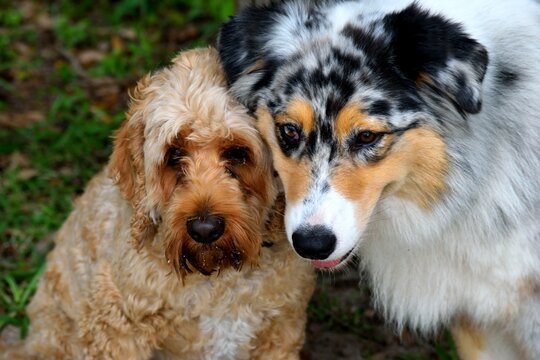 Cute dogs together posing for a picture background