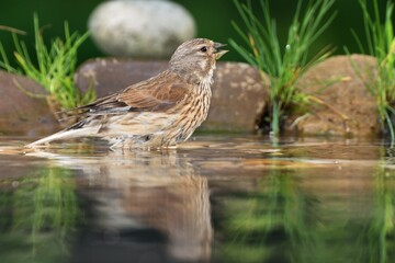 Linnet, Carduelis cannabina, female in water. Reflection on water. Czechia. Europe.