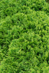 Сloseup of evergreen branch. Thuja Occidentalis (cypress family Cupressaceae)