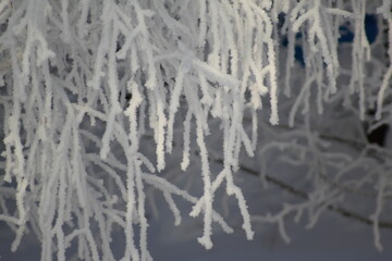 frost on the branches of Christmas trees and trees