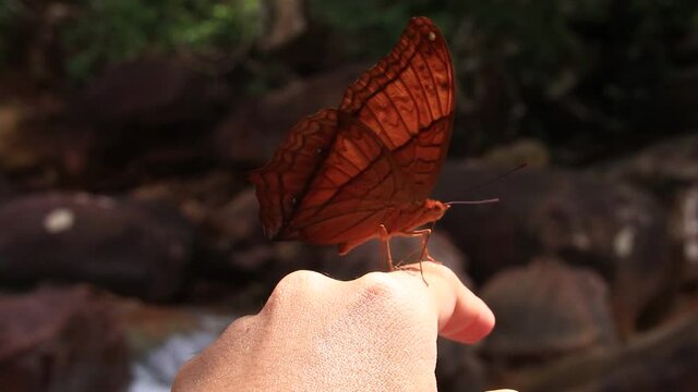 Common Yeoman Butterfly or Cirrochroa tyche mithila licking salt from the skin of a woman's hand, butterflies need salt during breeding season