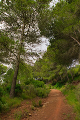 The desert of the palms in benicasim