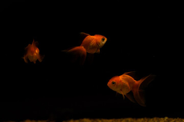 goldfish isolated on black background. Beautiful aquarium fish