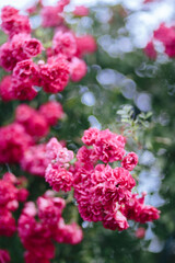 Kletterrosen, Wildrosen, Kleinstrauchrosen